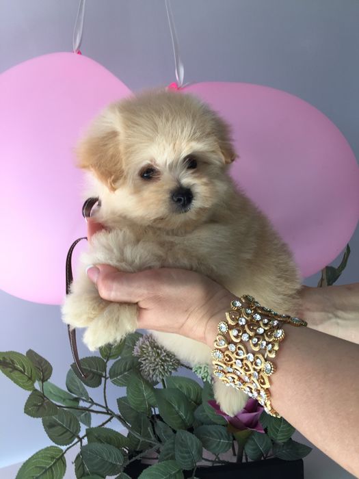 Помапу — Дівчатка, які змінять вашу реальність