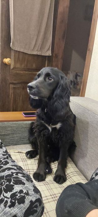 В’язка Кокер спанієль