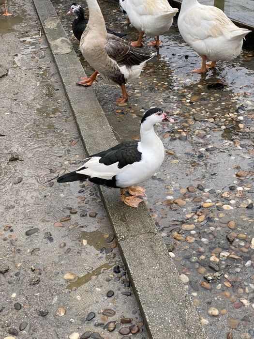 Patos mudos de varias idades.