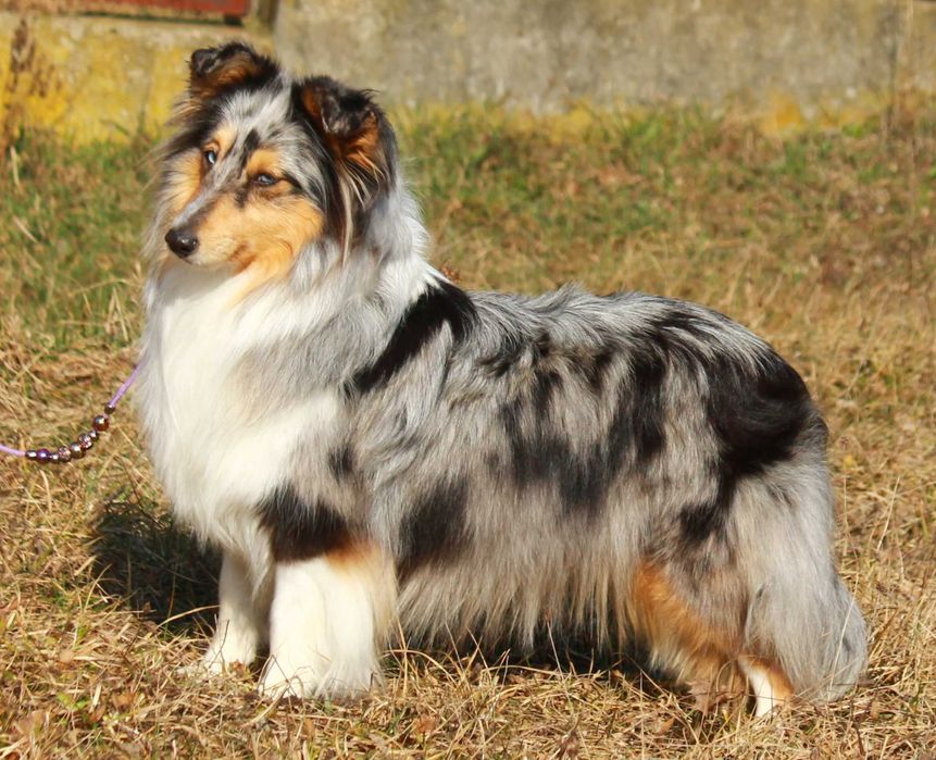 owczarek szetlandzki piesek po ZwŚw, ZkWP/FCI typ angielska