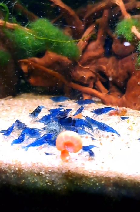 Camarões Blue Dream + oferta plantas