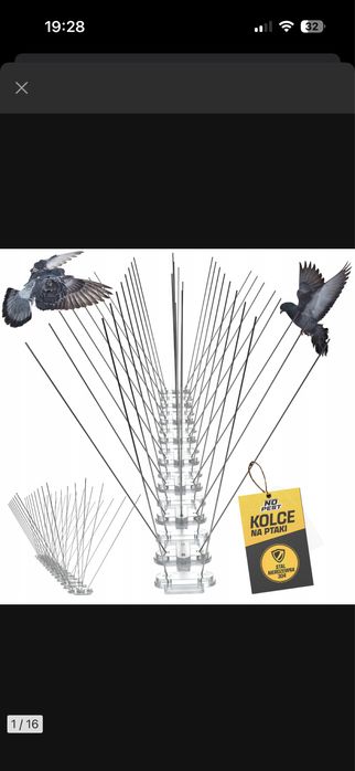 Kolce ptaki gołęboe