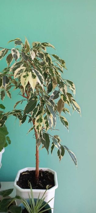 Фикус бенджамина