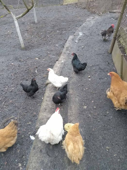 Декоративні кури