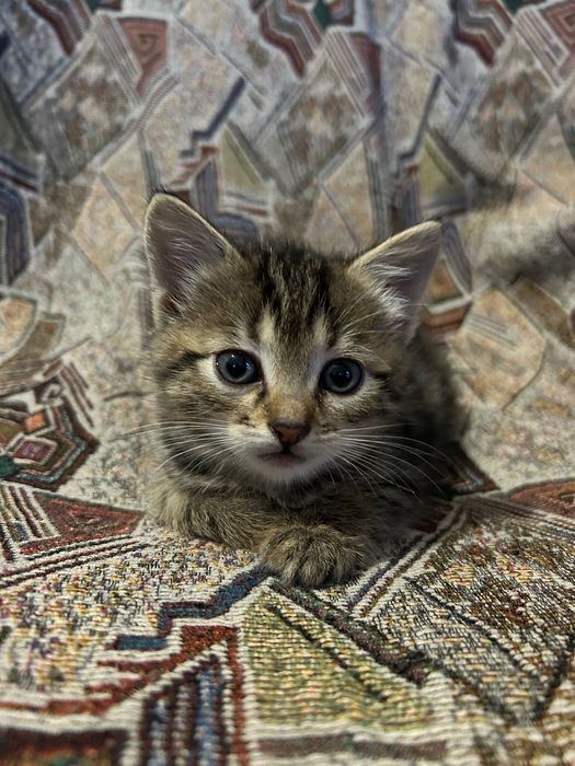 Отдам котят бесплатно