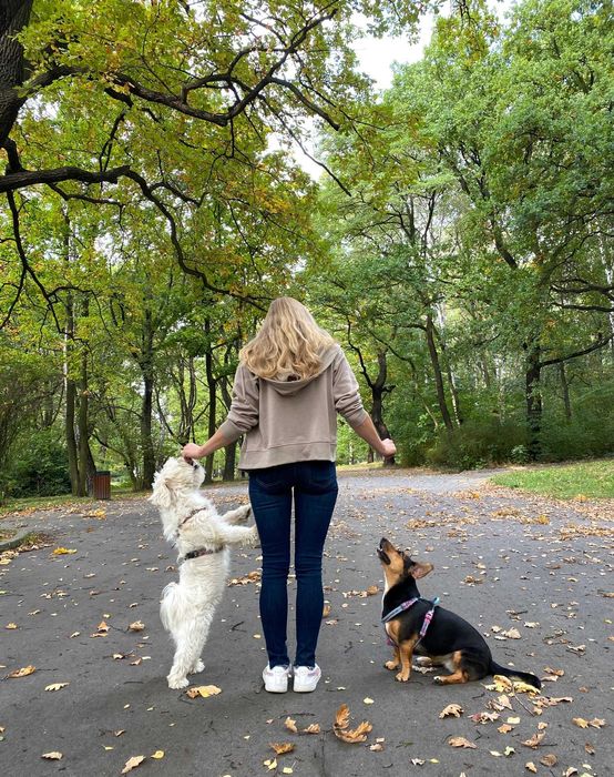 Szkolenie psów / behawiorysta / petsitter / Trener psów / Śląsk