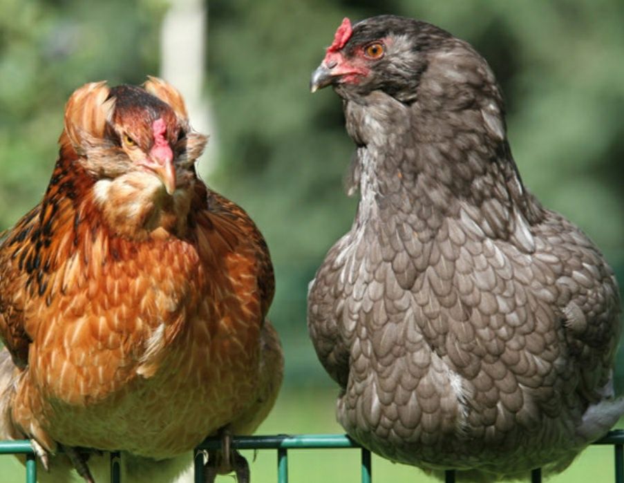 Kura kury aracuany naturalne ekologiczne pisklaki araucany pisklaki ar