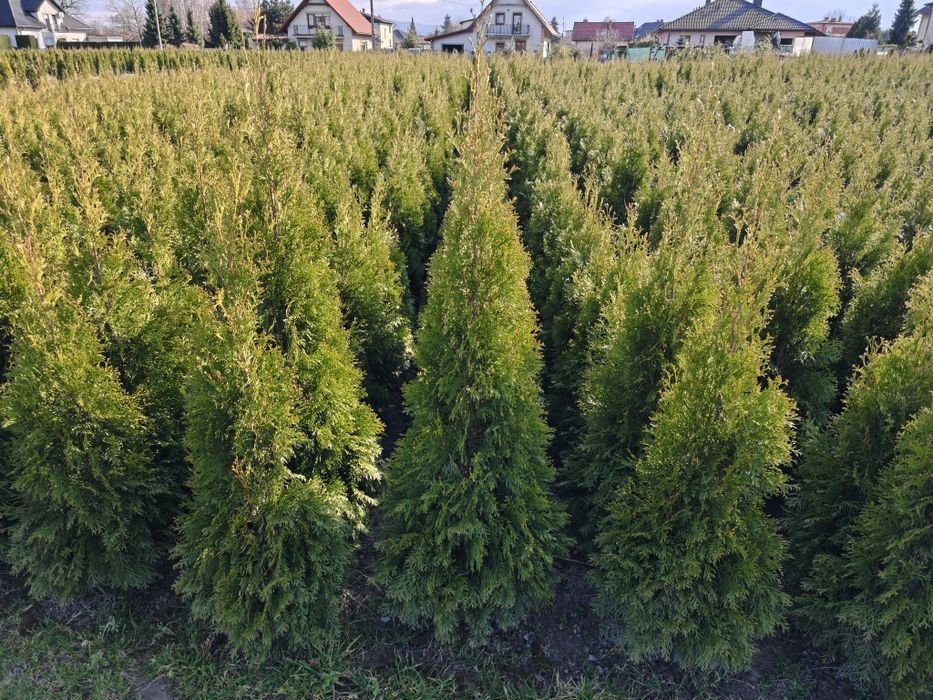 Tuja szmaragd 120 cm