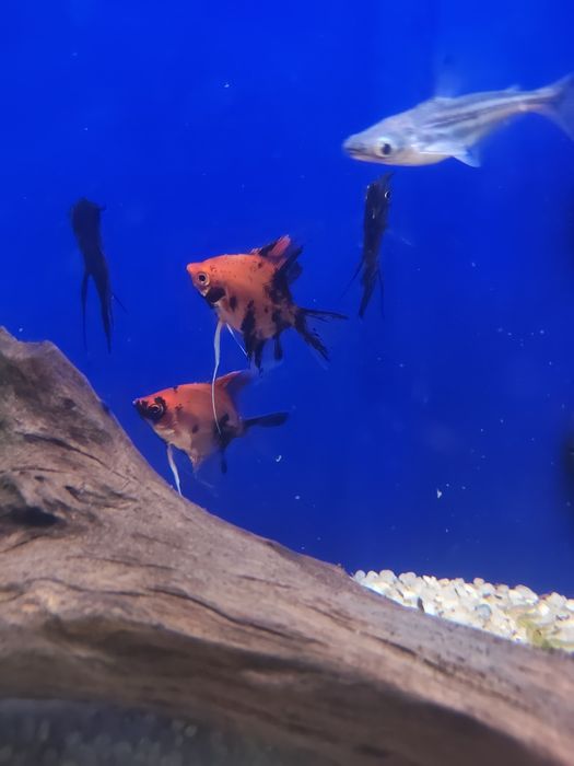 Escalar red devil