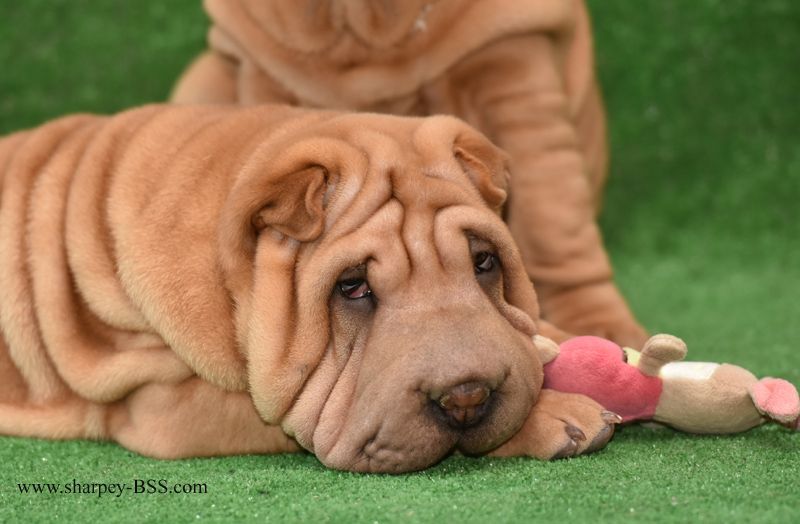 Шарпей, девочка хорс (вид шерсти)