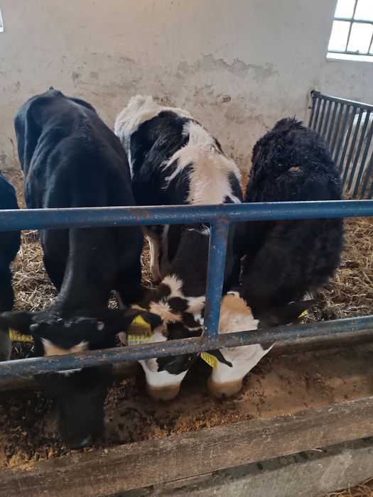 Byczek cielak żarłak