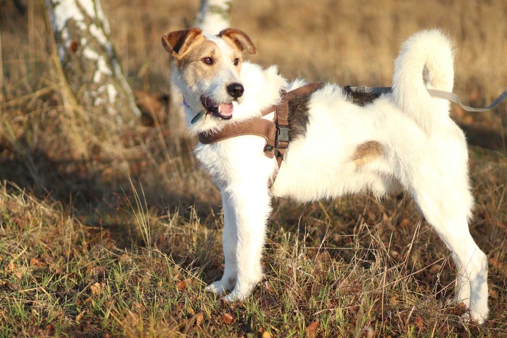 Uroczy Bazylek, guru sprytu i śmiałości, czeka na psijaciela