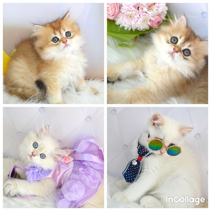 Британська золота шиншила/британская золотая шиншилла