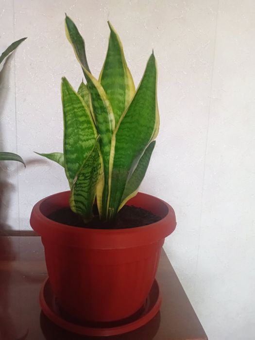 Кімнатні рослини. Сансев'єрія