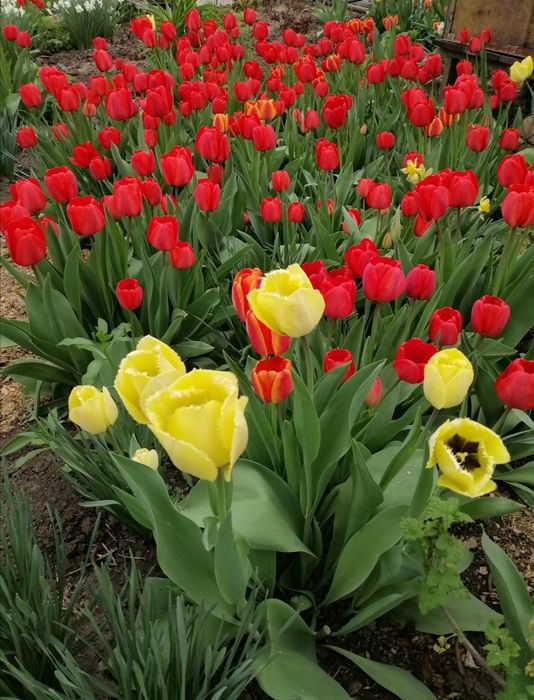 Цибулини, червоних великоквіткових  тюльпанів