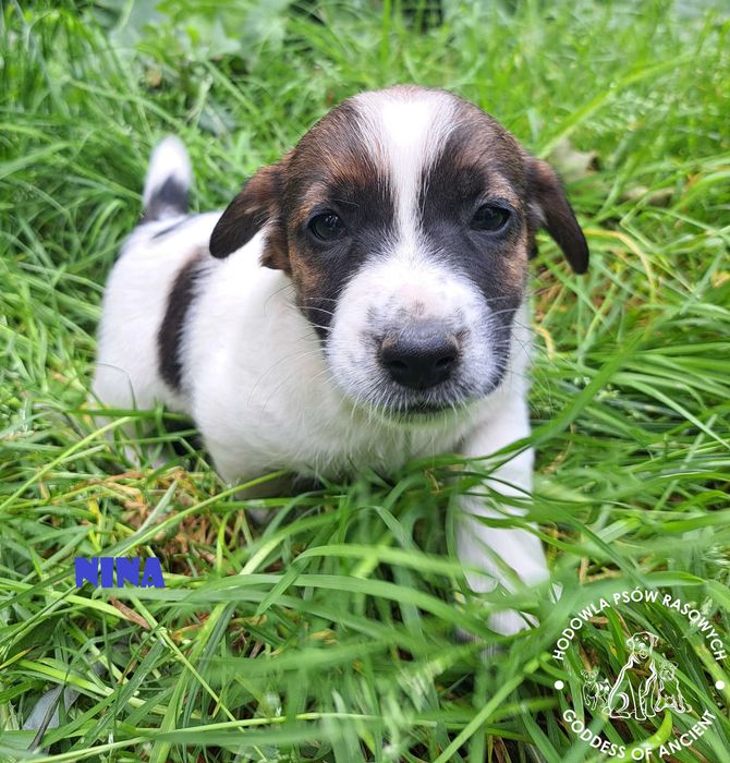 Jack Russell Terrier suczka rodowód