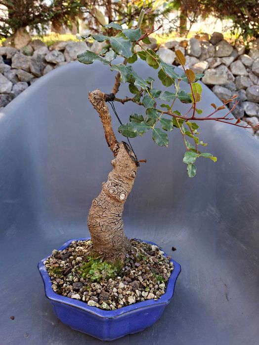 Bonsai Ceratonia Siliqua
