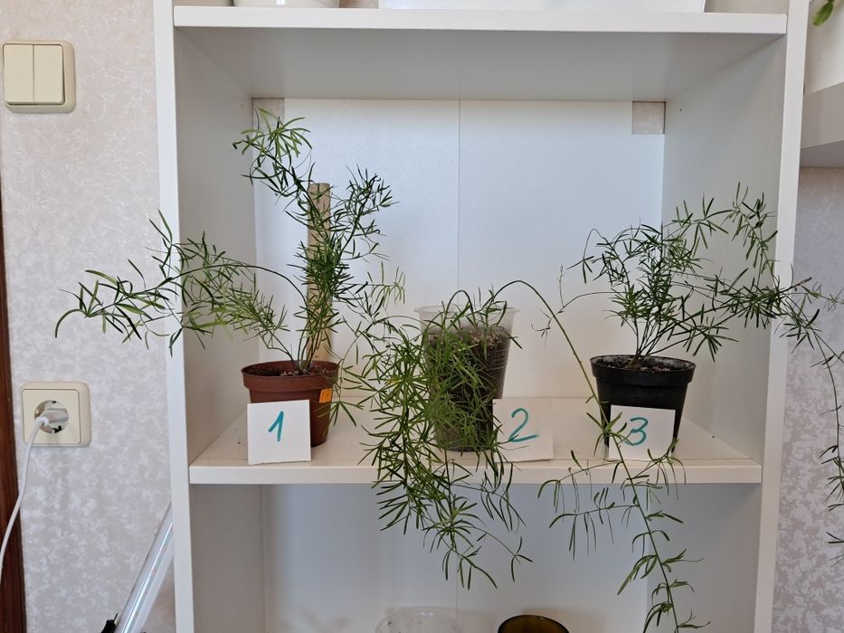 Хойя белла квітуча декілька разів на рік