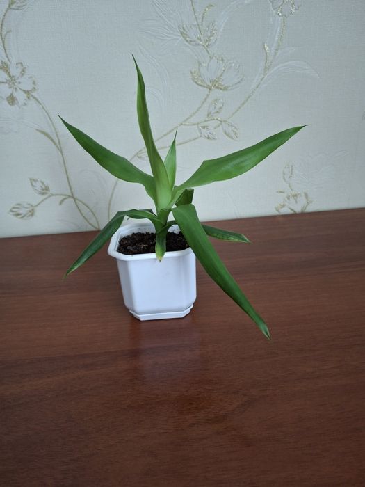 Домашній вазон юкка