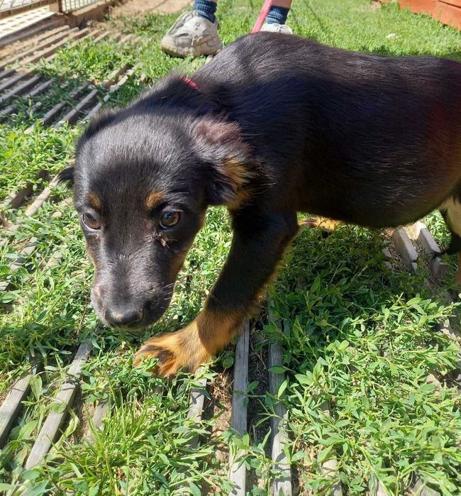 Pieski do adopcji!