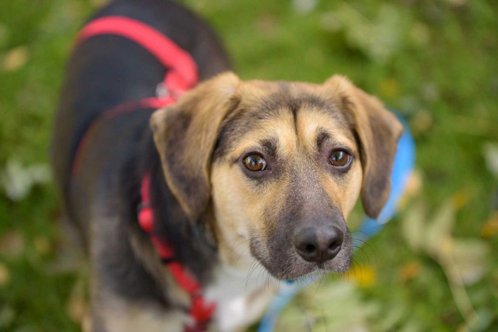 TULUKA - psi dzieciak uczy się żyć normalnie, szczeniak ok. 10 mscy