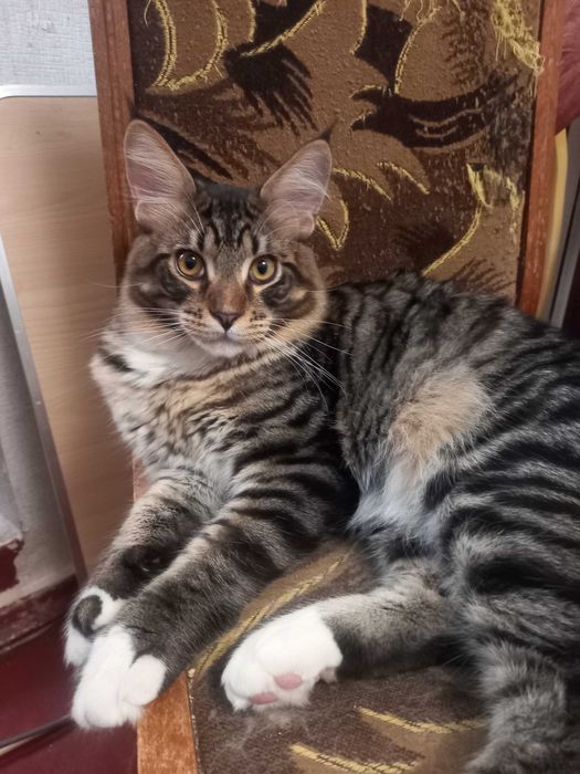 Мейн кун кошенята