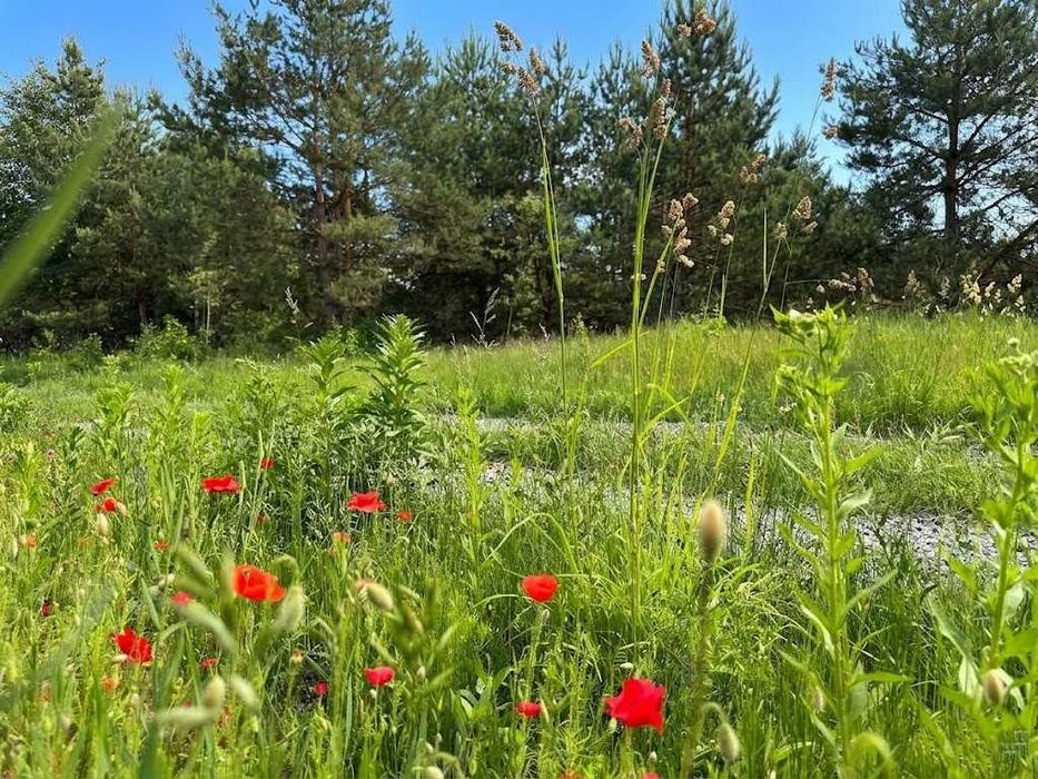 Продаж ділянки 12 соток для садівництва. Електрика поруч. Біля озера. ID:829