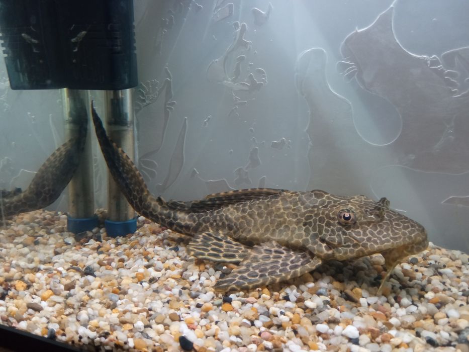 Zbrojniki Lamparci