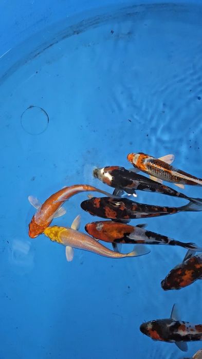 Carpas Koi - origem japonesa 17-20cm