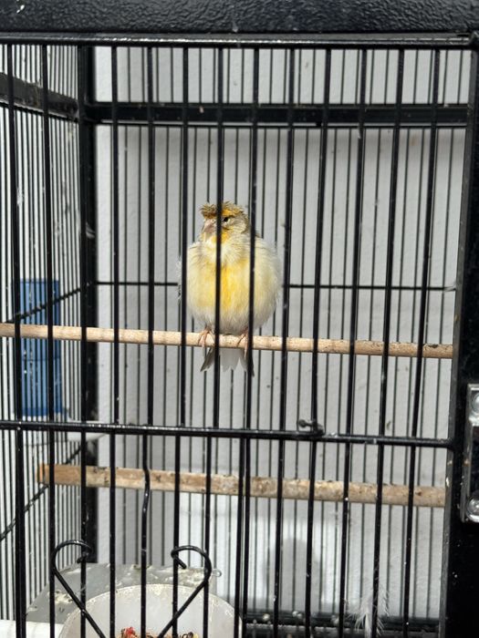 [14]Canarios + Jaula