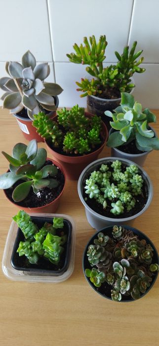 Colecção de Suculentas 8 variedades