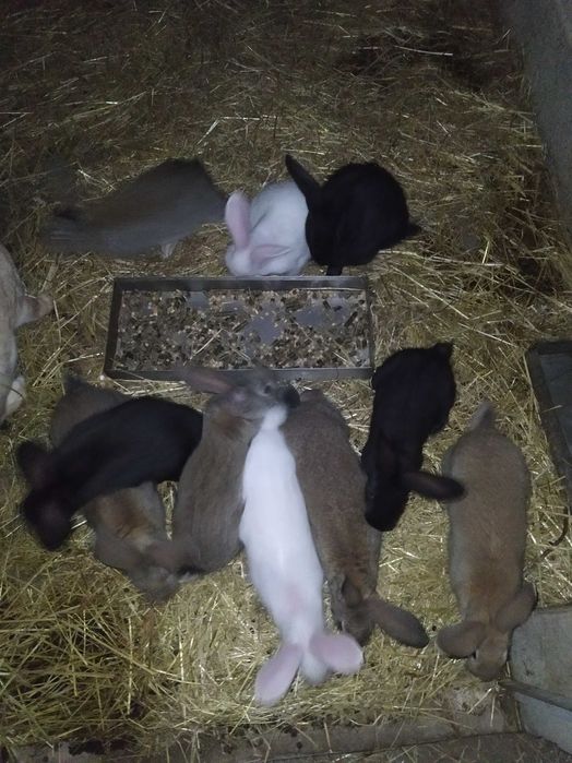 Venda de coelhos:casal ou individuais-Oportunidade de aquisição.