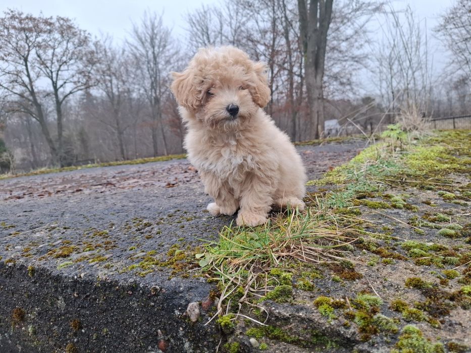 maltipoo suczka gotowa