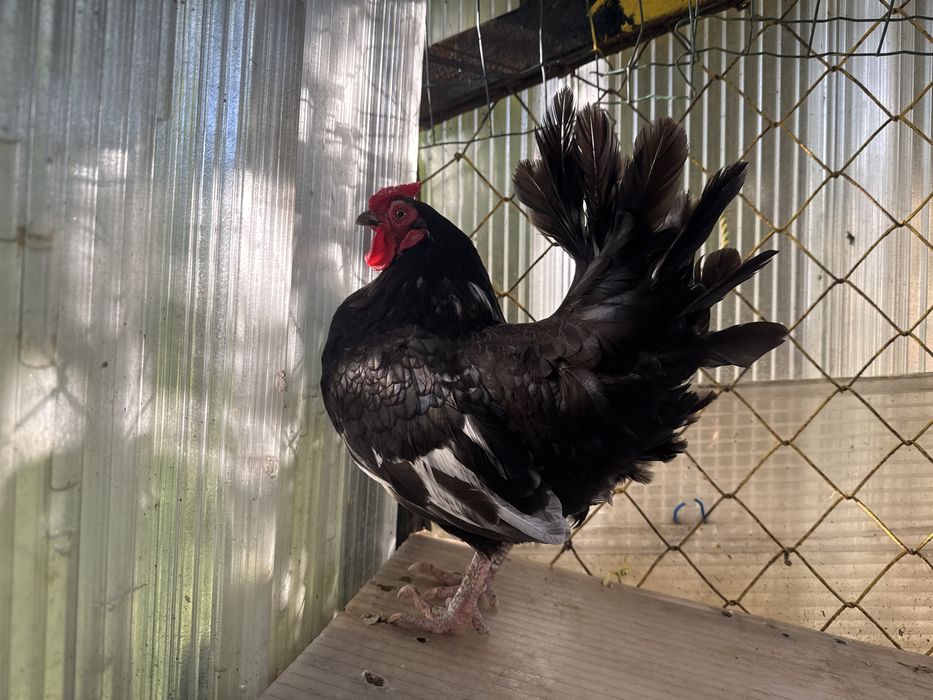 Galo serama para troca