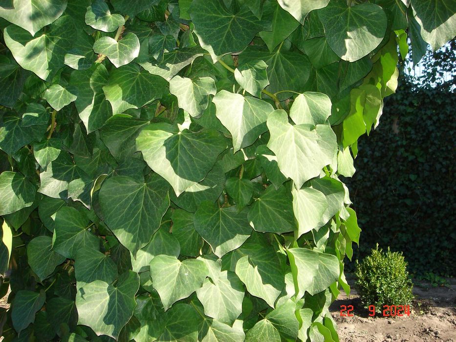 Плющ вечнозелёный. Живая изгородь.