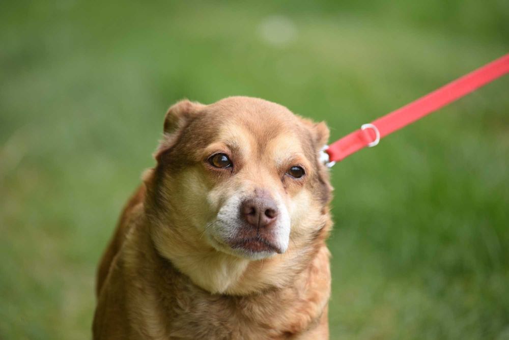 Figa - suczka do adopcji