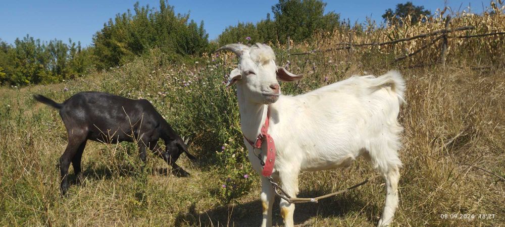 Козульки, першокотка і її діти