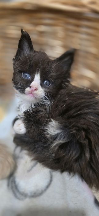 Czarno biały kocurek mainecoon