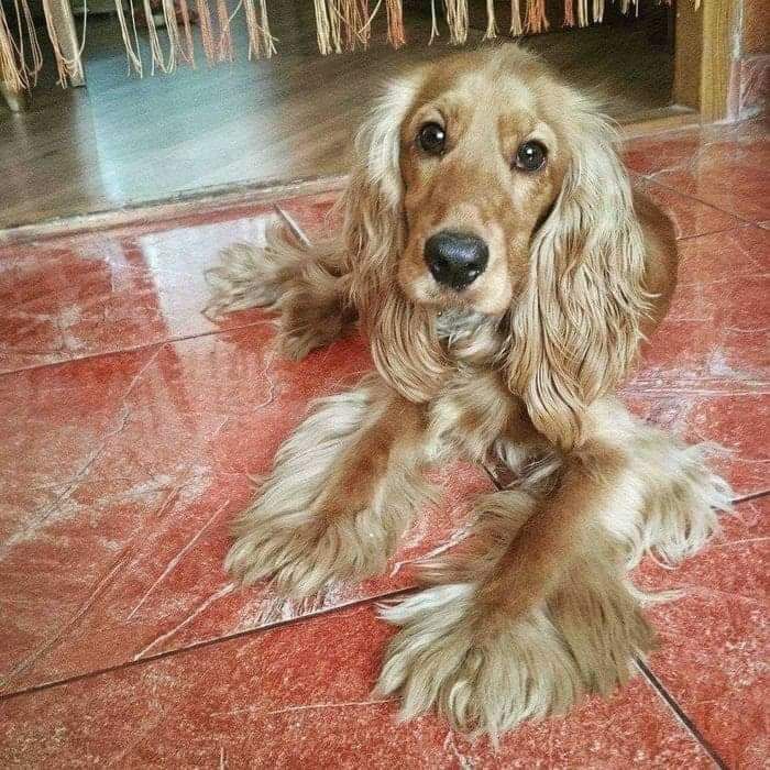 Suczka Cocker Spaniel Angielski