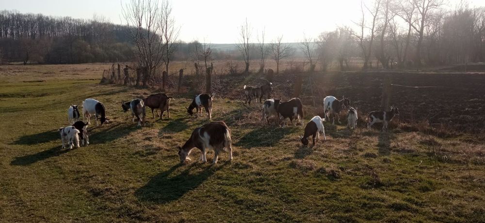 Продам молодих кізок