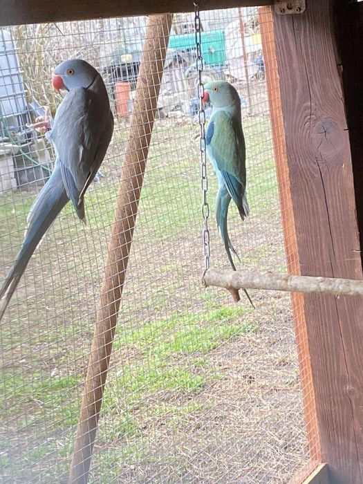 Aleksandretty obrożne