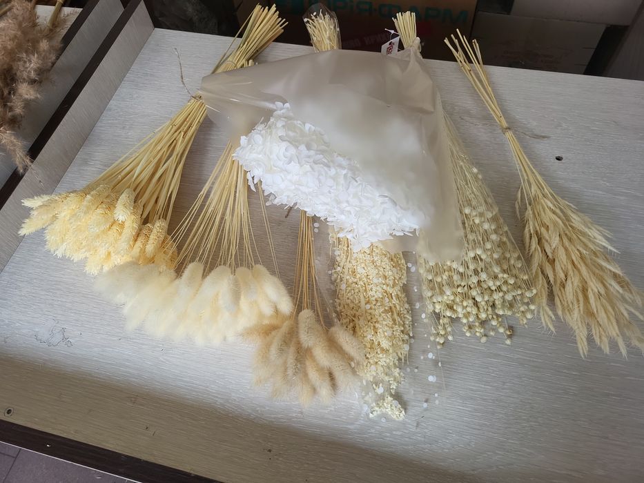 Очерет тростина пампас гіпсофіла сухоцвіти пампасна камыш війник