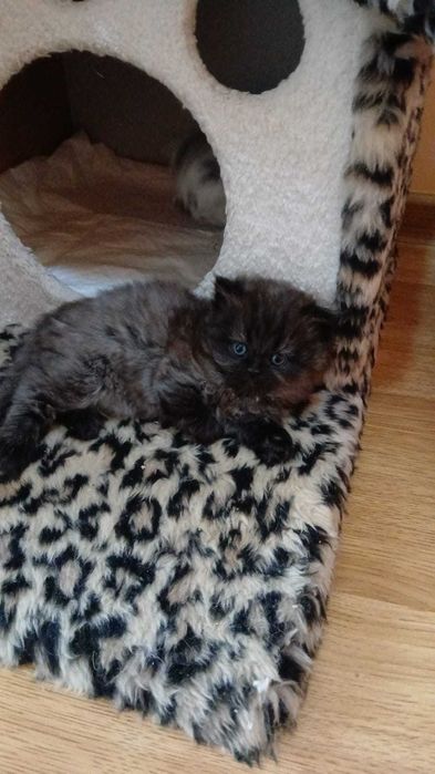 Шотландські кошенята