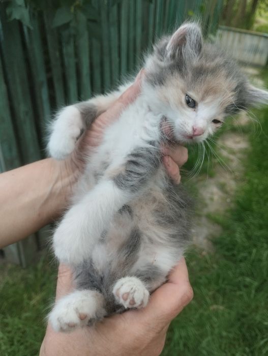 Віддам в добрі руки кошенят!