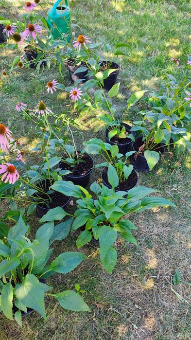 Jeżówka purpurowa Echinacea purpurea – sadzonki