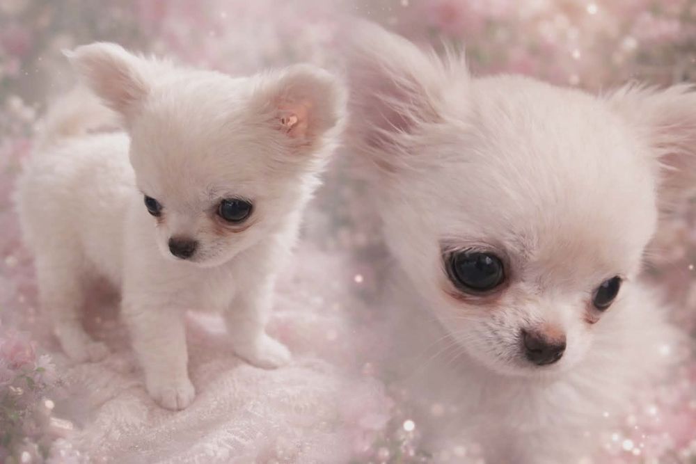 Невероятная мини девочка