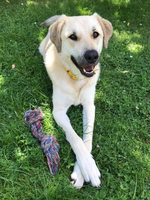 Szukamy nowego domu dla psa