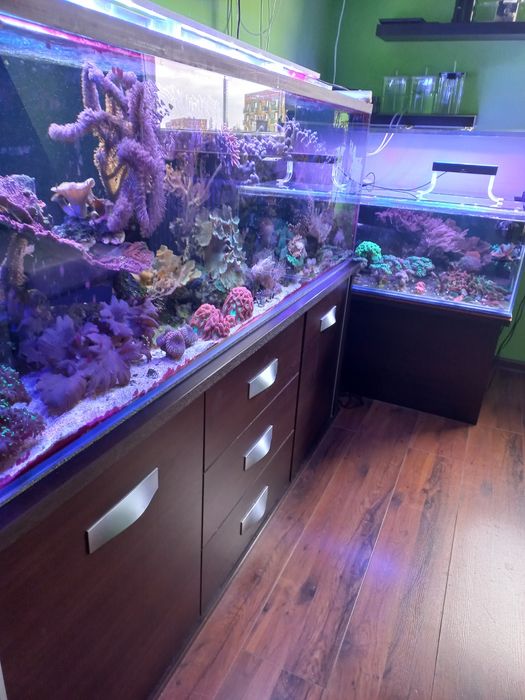 Akwarium morskie koralowce