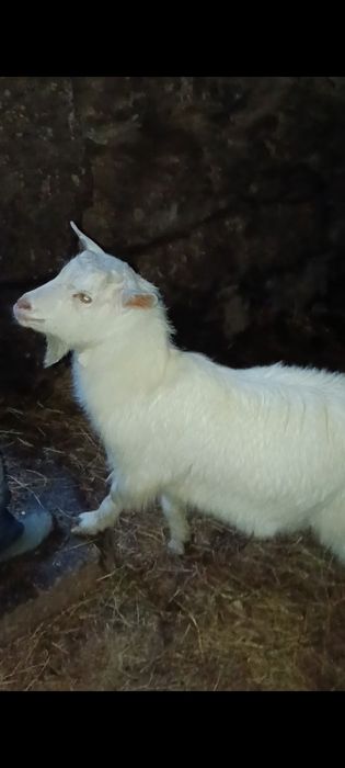 Cabrito para venda ou troca