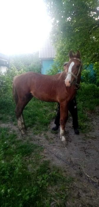 Молодий лошак 1рік